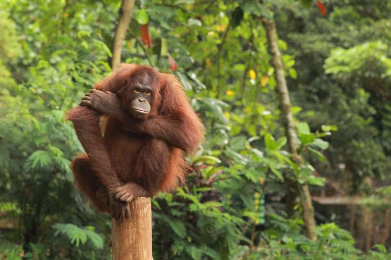 mad monkey gili trawangan